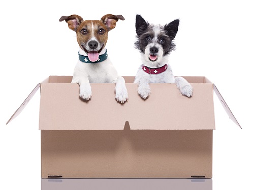 dogs in box