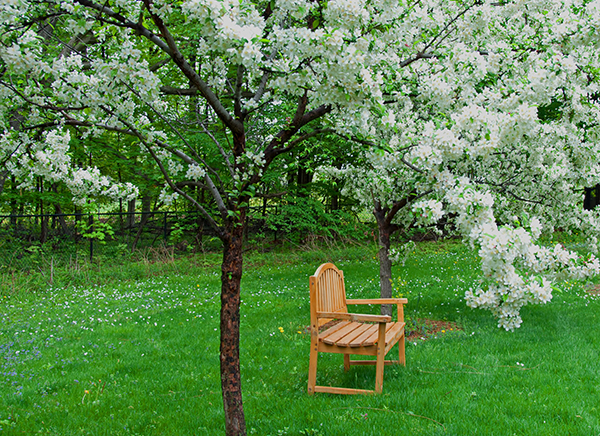 bench under flowering tree